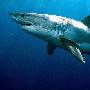 大白鲨寿命堪比人类 可谓软骨鱼中的寿星