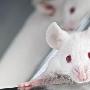 科学家对老鼠肌肉干细胞进行“返老还童”