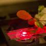 麻省理工测试可为家用电器充电的超级植物