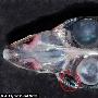 科學家發現深海“四眼魚” 具有360度視野