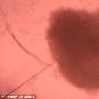科学家培养出微型心脏 有助于新药物研发