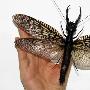 中国发现史上最大昆虫 翼展超20厘米