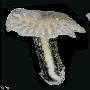 澳大利亞海底發現兩種蘑菇狀未知生物