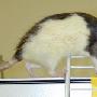 科学家利用电子芯片技术遥控瘫痪老鼠行走