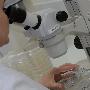 人造性器官在实验室问世 或帮残疾男性恢复雄风