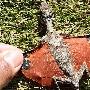 印尼婆罗洲滑行蜥蜴：看上去极像一片落叶