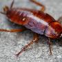 科学家发现蟑螂也有个性