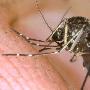 科学家称：转基因蚊子或带来意想不到的危害