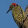 啄木鸟为什么不会患“脑震荡”？