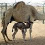 世界首个克隆骆驼成功自然怀孕