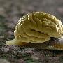 蜗牛有大脑，仅有一对脑细胞