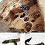 即墨考古发现:6000年前男子下葬要打掉门牙(图)