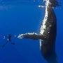 潜水员夏威夷海域与座头鲸“亲密接触”(组图)