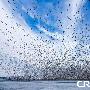 壮观！摄影师在美国拍摄到百万雪雁大迁徙