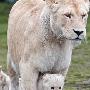 罕见白色狮子三胞胎宝宝亮相英国动物园(组图)