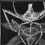 琥珀标本惊现数亿年前远古怪虫 长有五只眼(图)