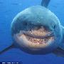 动物也有可爱之处 摄影师拍到14英尺鲨鱼的微笑