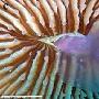珊瑚吞食水母罕见场面首次被科学家拍下(组图)
