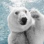 摄影师拍到“北极熊戏水照” 身姿优美(组图)