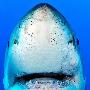 摄像师与5米长“微笑”大白鲨亲密接触(组图)