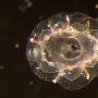 澳大利亚发现生殖器露在体外的新类水母(图)
