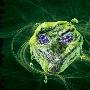 巴西发现耐辐射微生物 地球生命来自外星？