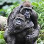悉尼动物园两只猩猩用拥抱表示友好(组图)