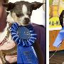 2010年世界最丑狗比赛冠军出炉 有中国狗血统