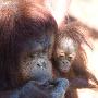 母猩猩亲吻安慰“手”被刺痛的孩子(组图)