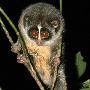 科学家在斯里兰卡拍到被认为已灭绝灰瘠懒猴