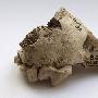 瑞士发现1.4万年前人类最早家养狗的化石(图)