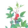 玫瑰茄是什么？