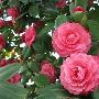 山茶花花语是什么