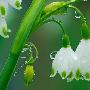 铃兰花花语和传说