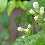 茉莉花花语和传说