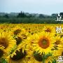 立秋代表什么