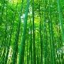 描写竹子的优美句子