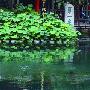 降雨连连 济南趵突泉水位再涨2厘米就可解除红色警报