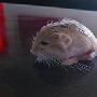世界最小跳鼠是什么物种？世界最小跳鼠迷惑天敌萌翻你【图】