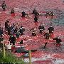 高清实拍法罗群岛宰杀鲸鱼现场 250头鲸鱼惨死海面被血水染红【图】