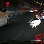 “淡定鸟”夜闯广州内环路 过路司机纷纷紧张避让