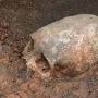 俄出土奇怪头骨 俄罗斯出土4000千年年前疑似外星人头骨