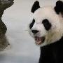 大熊猫假怀孕骗取吹空调待遇 刘翔前妻葛天：我没熊猫机智