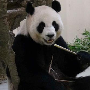 【热死宝宝了】大熊猫假怀孕骗空调 真没看出来你是这种熊猫！