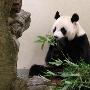 赠日大熊猫“爱浜”假怀孕 日方动物园为其安排了产仔现场直播（图）