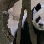 大熊猫假怀孕骗吃骗喝骗空调 网友调侃：好机智的熊猫