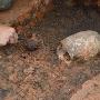 俄出土奇怪头骨疑似UFO外星人 考古学家：该头骨属于公元前4000年左右的一位女性
