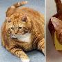 19公斤肥猫减掉过半体重 减肥秘诀：接受饮食控制和锻炼