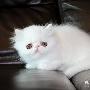 波斯猫拉稀怎么办呢？波斯猫腹泻