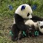 关于保护动物的句子